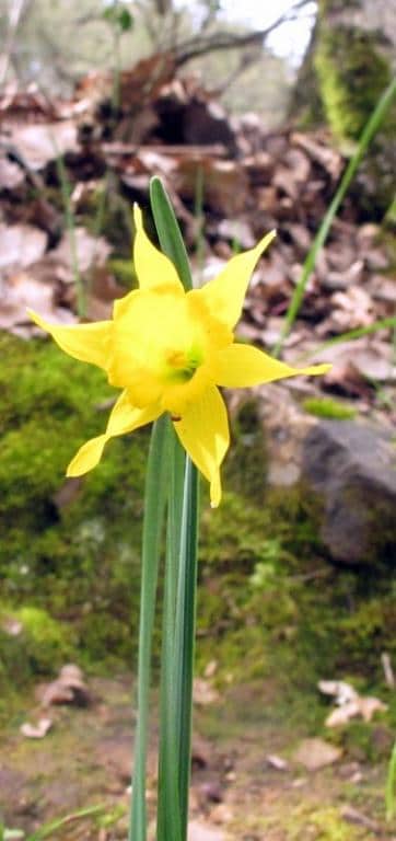 Imagen de Narcissus muñoz-garmendiae Fdez Casas