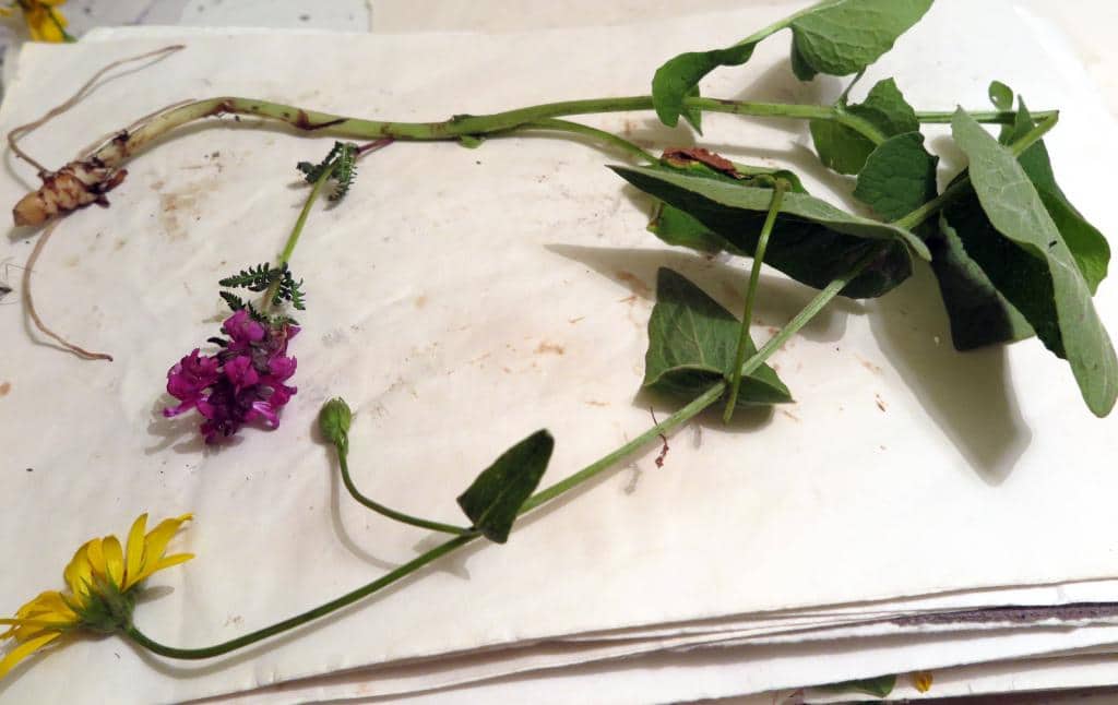 Imagen de Doronicum austriacum Jacq. ?? pubescens C. Pérez Morales & al.??