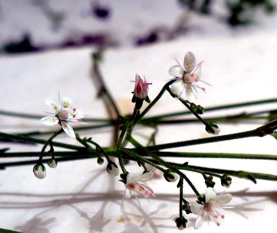 Imagen de Saxifraga spathularis Brot.
