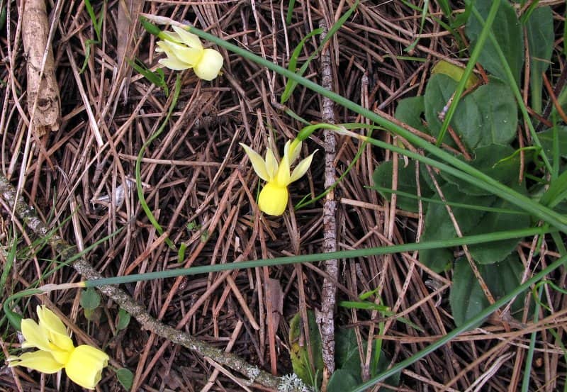 Imagen de Narcissus triandrus subsp. pallidulus (Graells) Rivas Goday ]