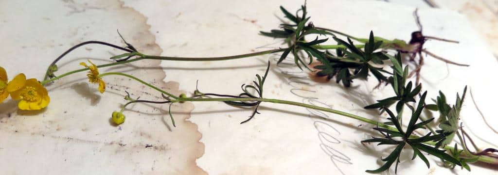 Imagen de Ranunculus acris ??