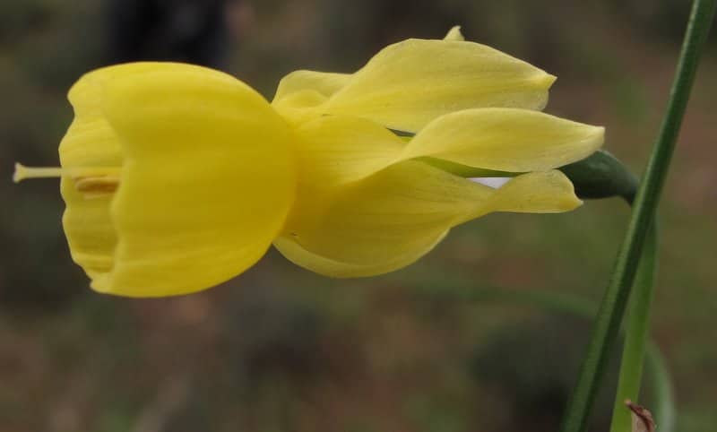 Imagen de Narcissus triandrus L. subsp. pallidulus "lusitanicus" (Graells) Rivas Goday