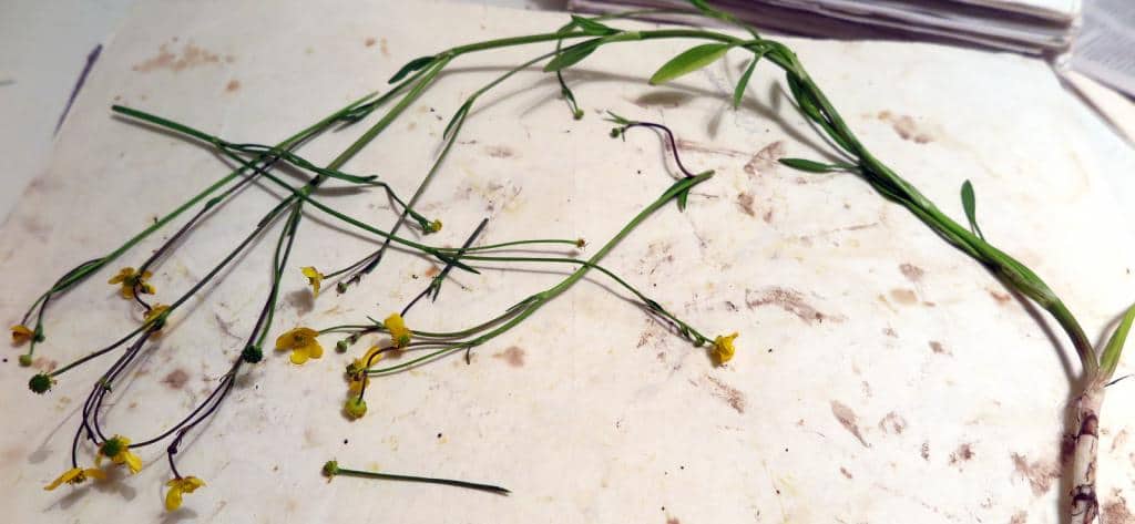 Imagen de Ranunculus flammula L.