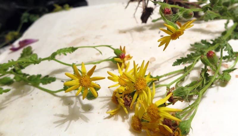 Imagen de Senecio viscosus. L.