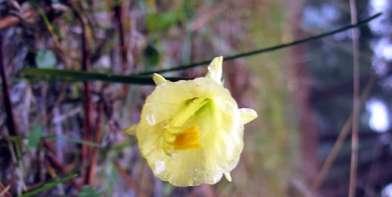 Imagen de Narcissus hedraeanthus (Webb & Heldr.) Colmeiro