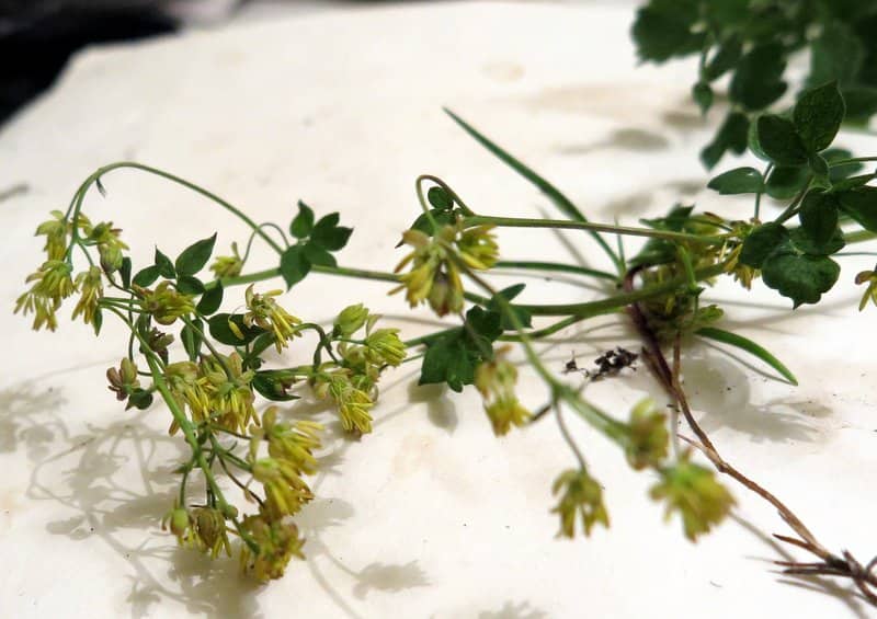 Imagen de Thalictrum minus L.