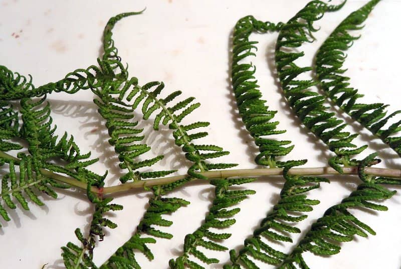 Imagen de Athyrium filix-femina (L.) Roth.