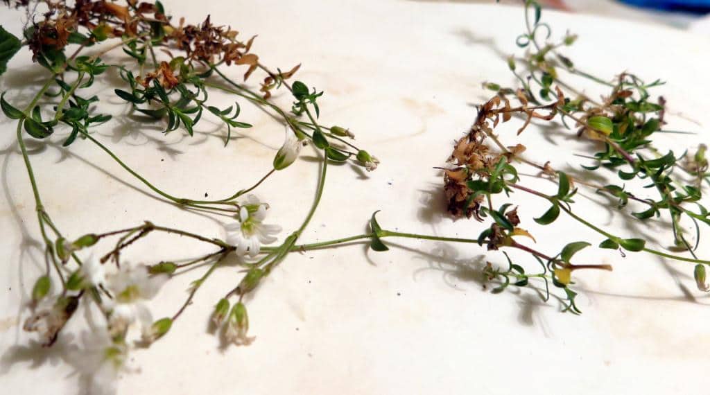 Imagen de Arenaria grandiflora)