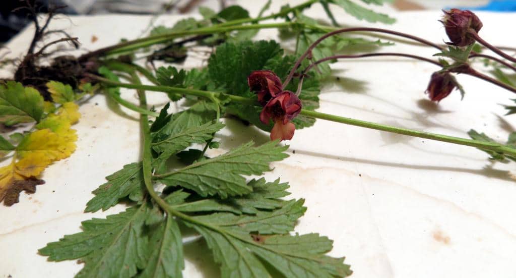 Imagen de Geum rivale L. ?