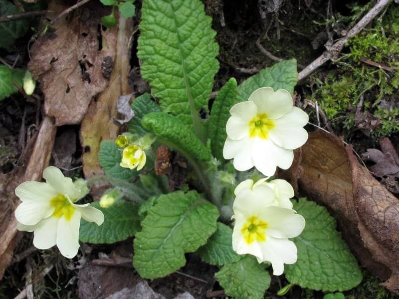 Imagen de Primula acaulis (L.) L.