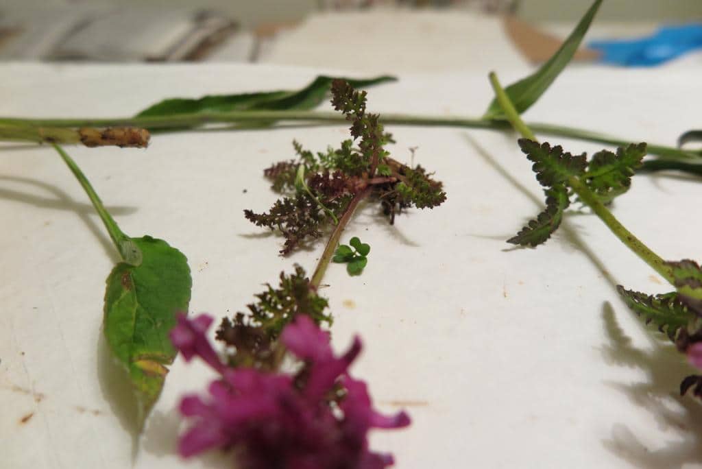 Imagen de Pedicularis