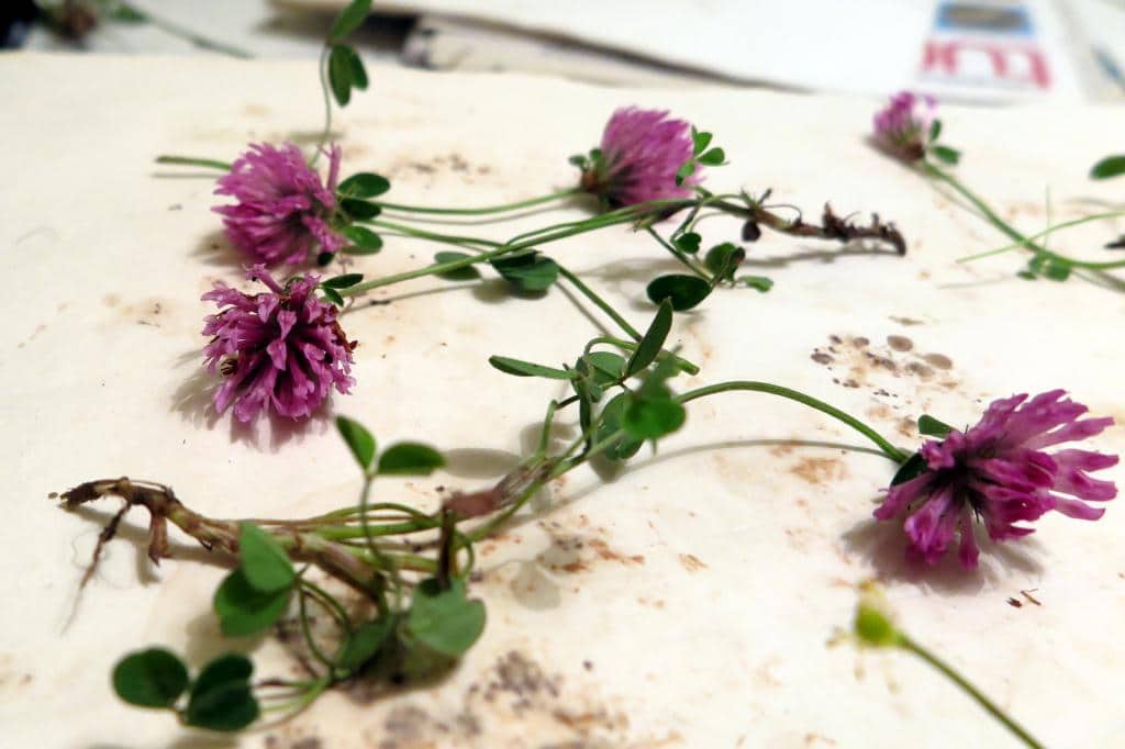 Imagen de Trifolium pratense L.