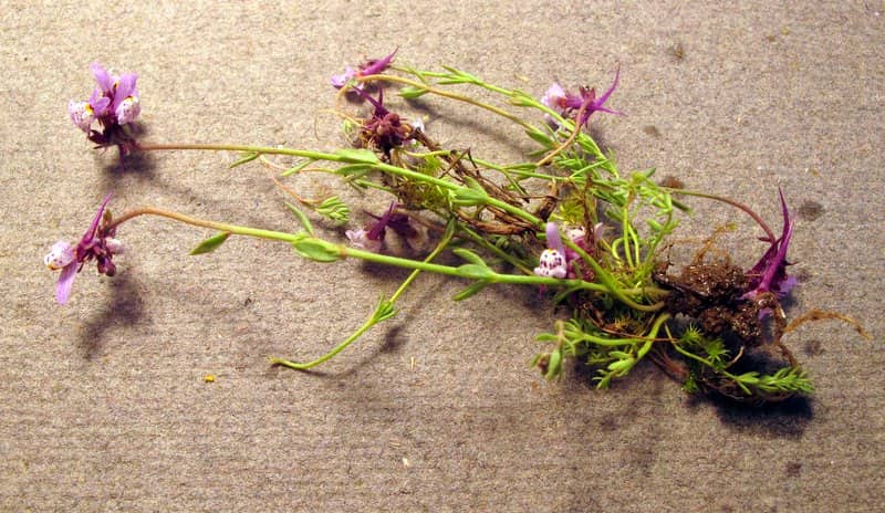 Imagen de Linaria amethystea (Vent.) Hoffmanns. & Link