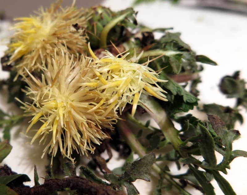 Imagen de Centaurea lagascana Graells