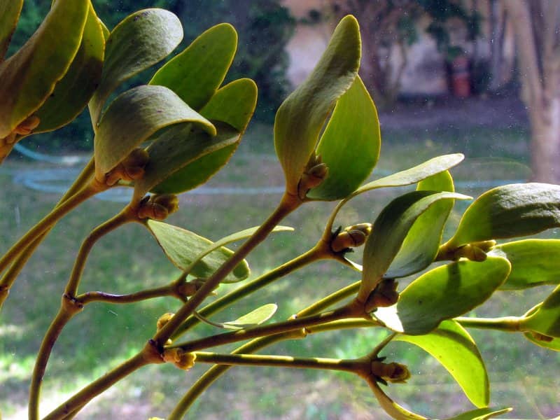 Imagen de Viscum album L.