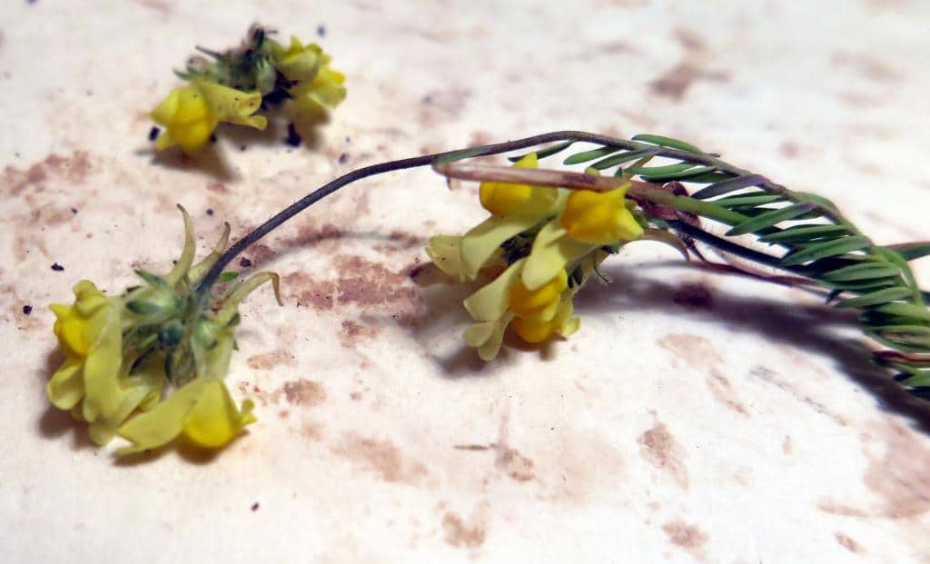 Imagen de Linaria saxatilis (L.) Chaz