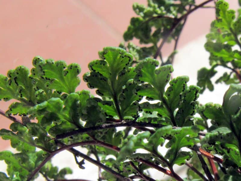 Imagen de Cheilanthes acrostica (Balb.) Tod.