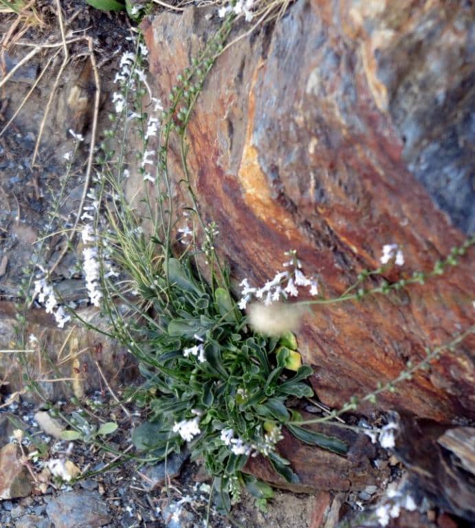 Imagen de Anarrhinum laxiflorum Boiss.