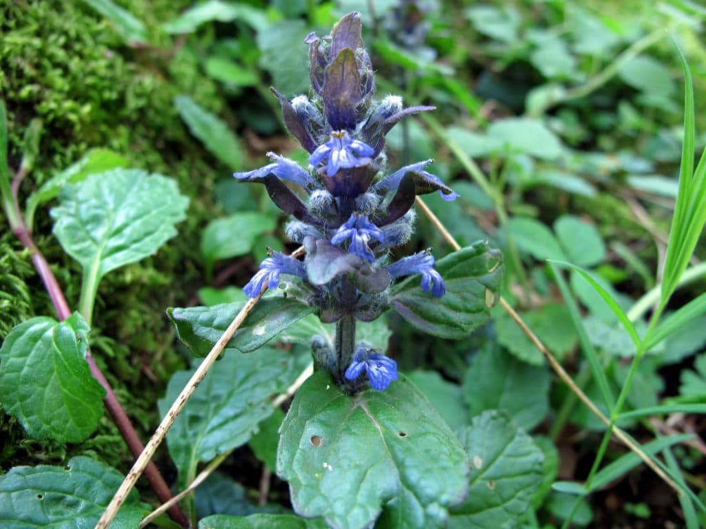 Imagen de Ajuga