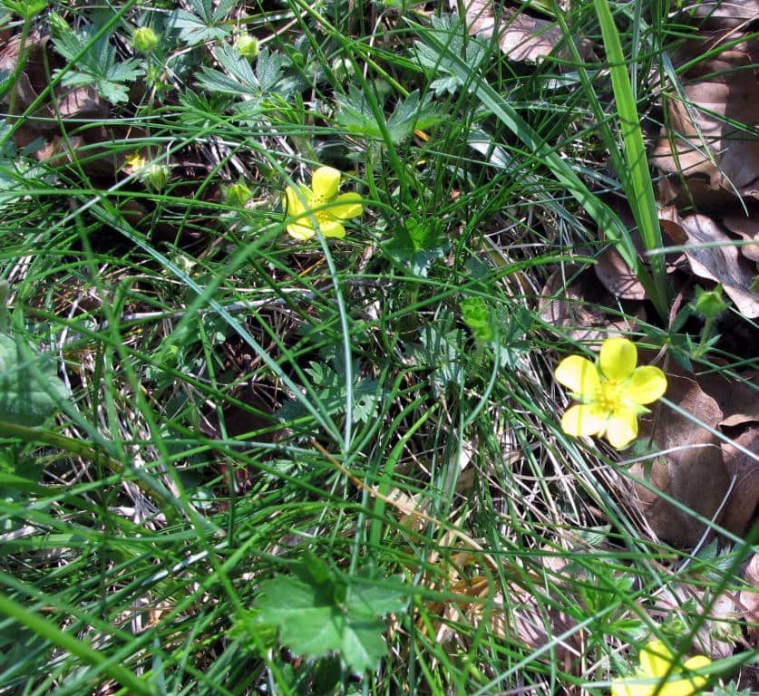 Imagen de Potentilla