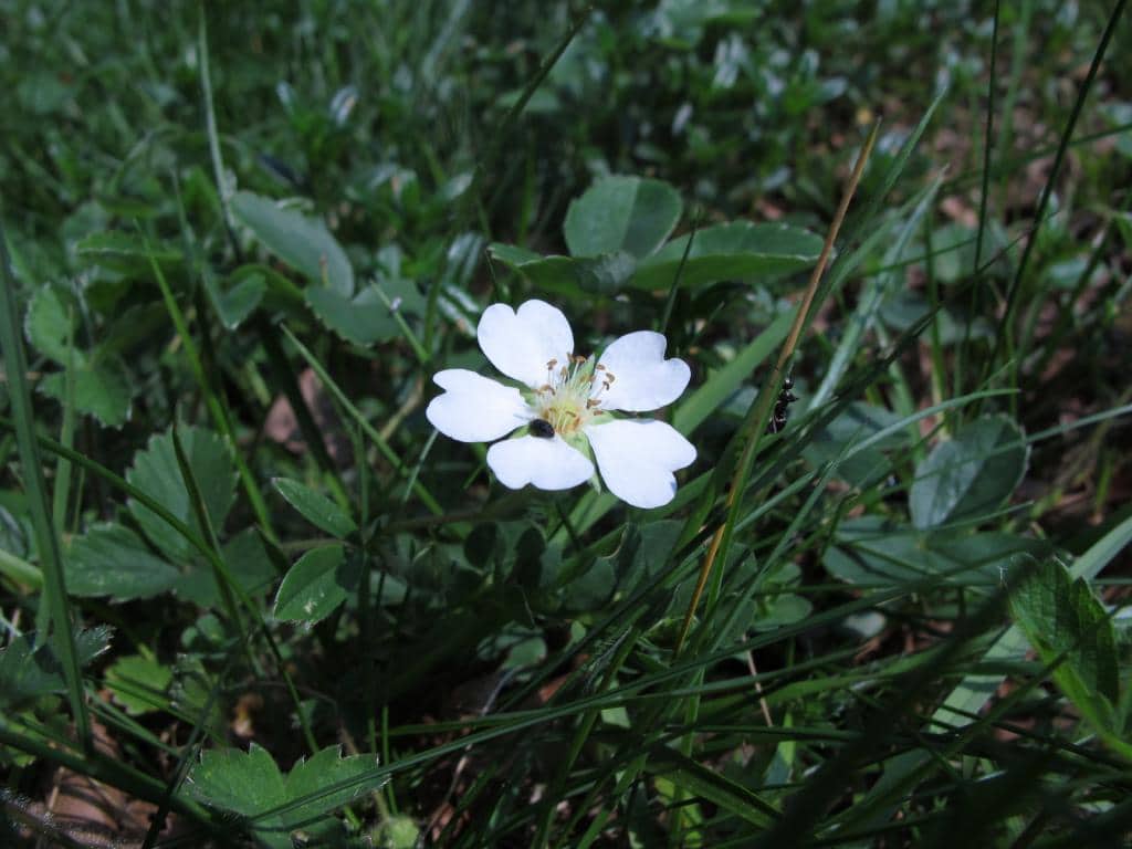 Imagen de Potentilla