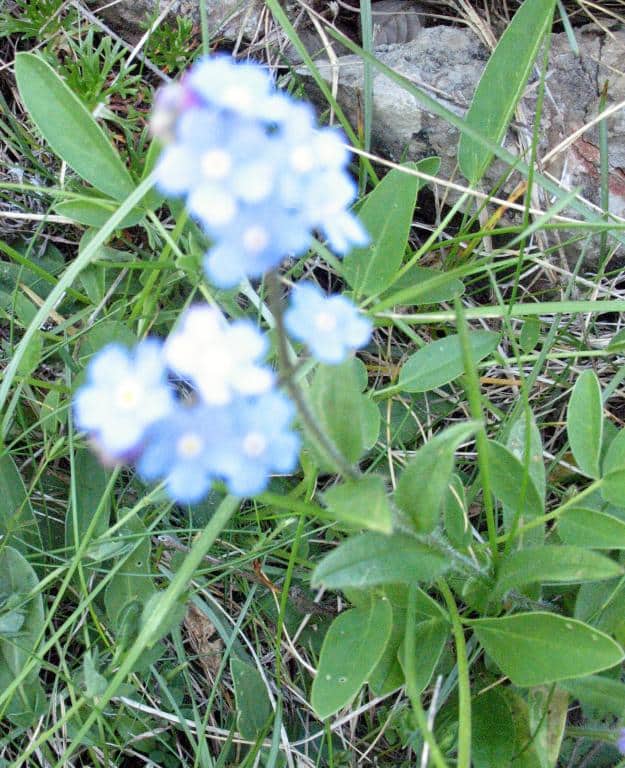 Imagen de Myosotis alpestris F.W. Scmidt