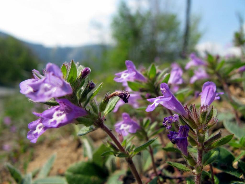 Imagen de Calamintha