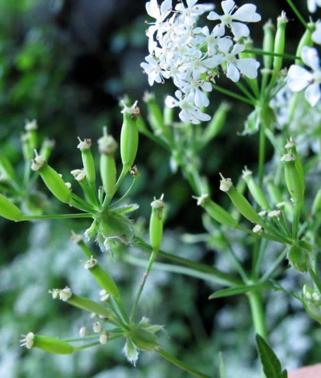 Imagen de Chaerophyllum hirsutum )