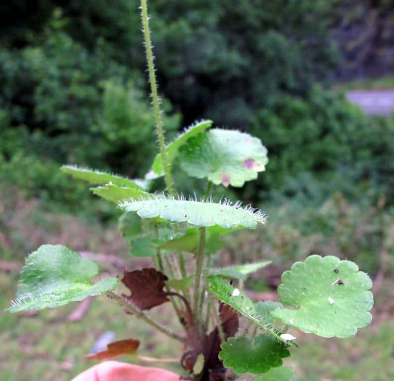 Imagen de Saxifraga spathularis Brot. / hirsuta