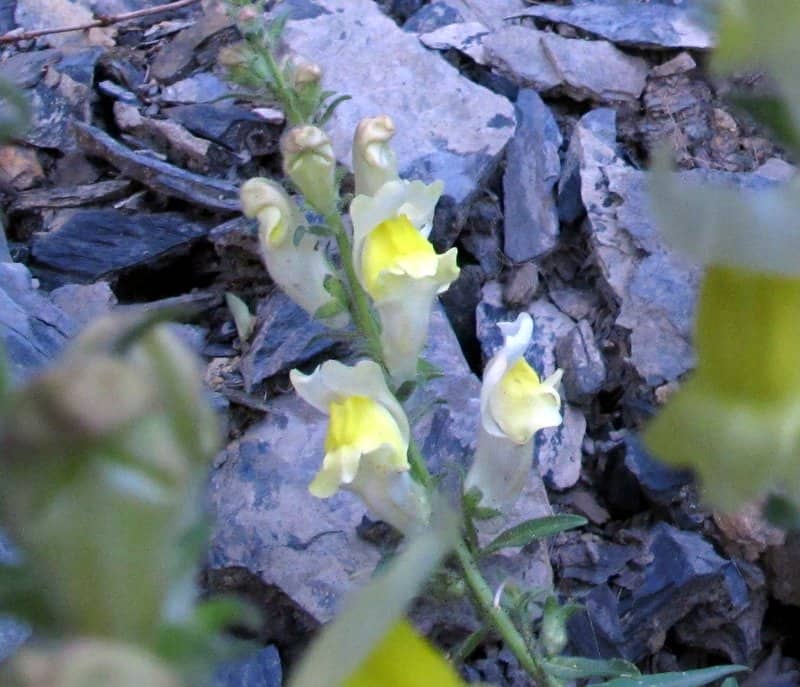 Imagen de Antirrhinum braun-blanquetii Rothm.