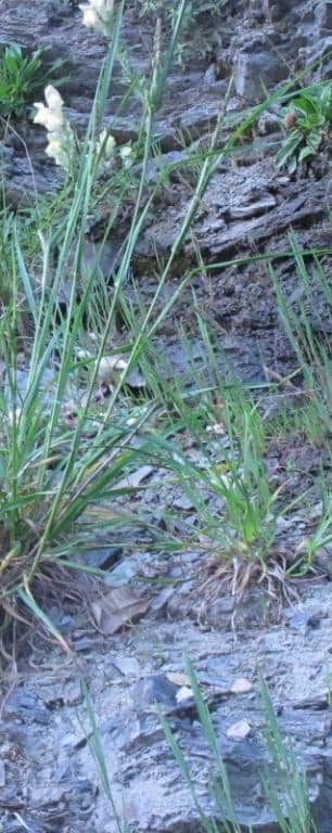 Imagen de Hordeum secalinum ?