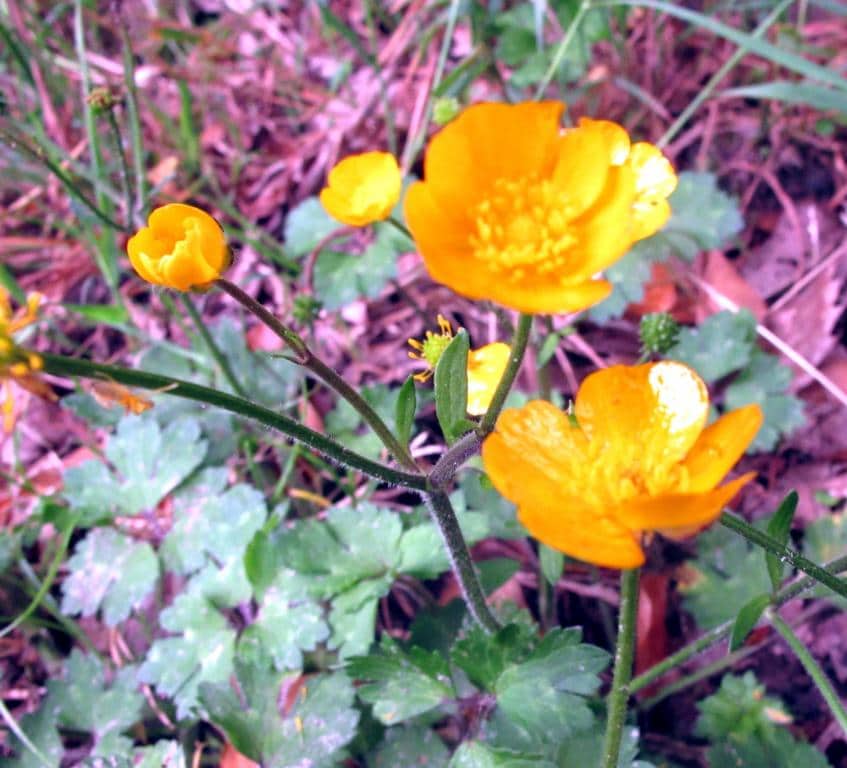 Imagen de Ranunculus