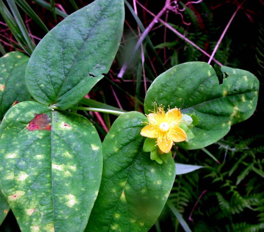 Imagen de Hypericum androsaemum L.