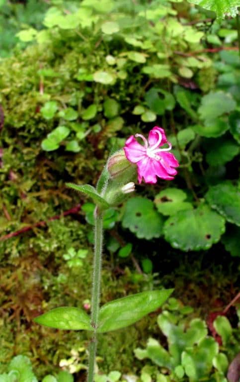 Imagen de Silene dioica (L.) Clairv. ?