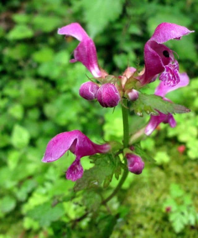 Imagen de Lamium maculatum L