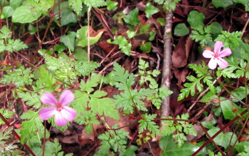 Imagen de Geranium robertianum))