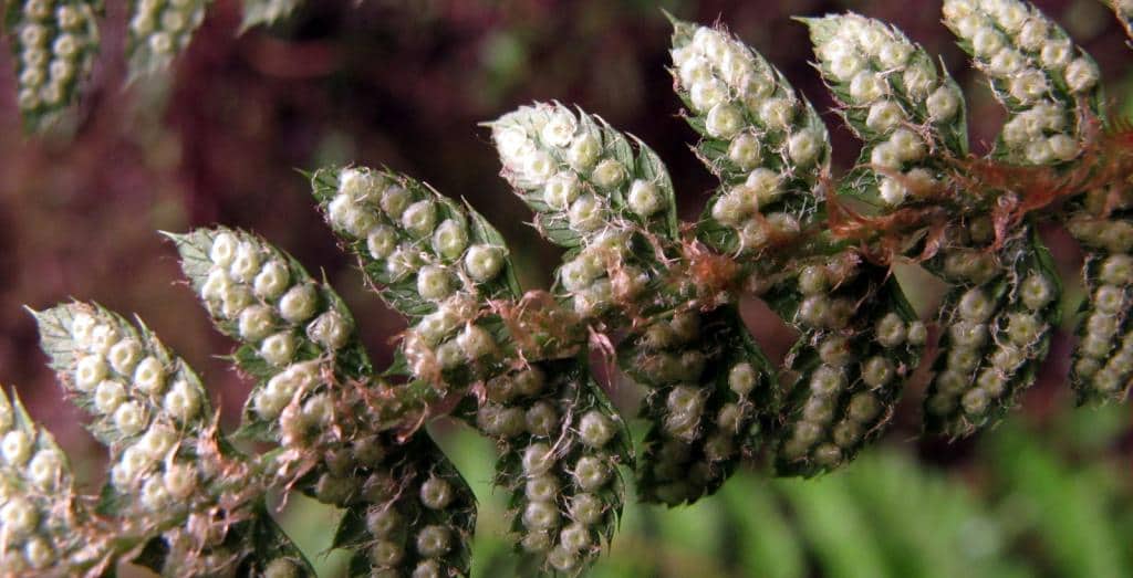 Imagen de Polystichum