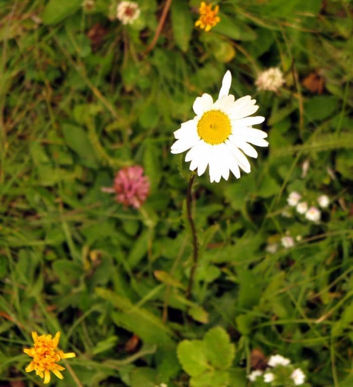Imagen de Leucanthemum vulgare L.