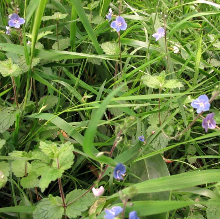 Imagen de Veronica chamaedris))