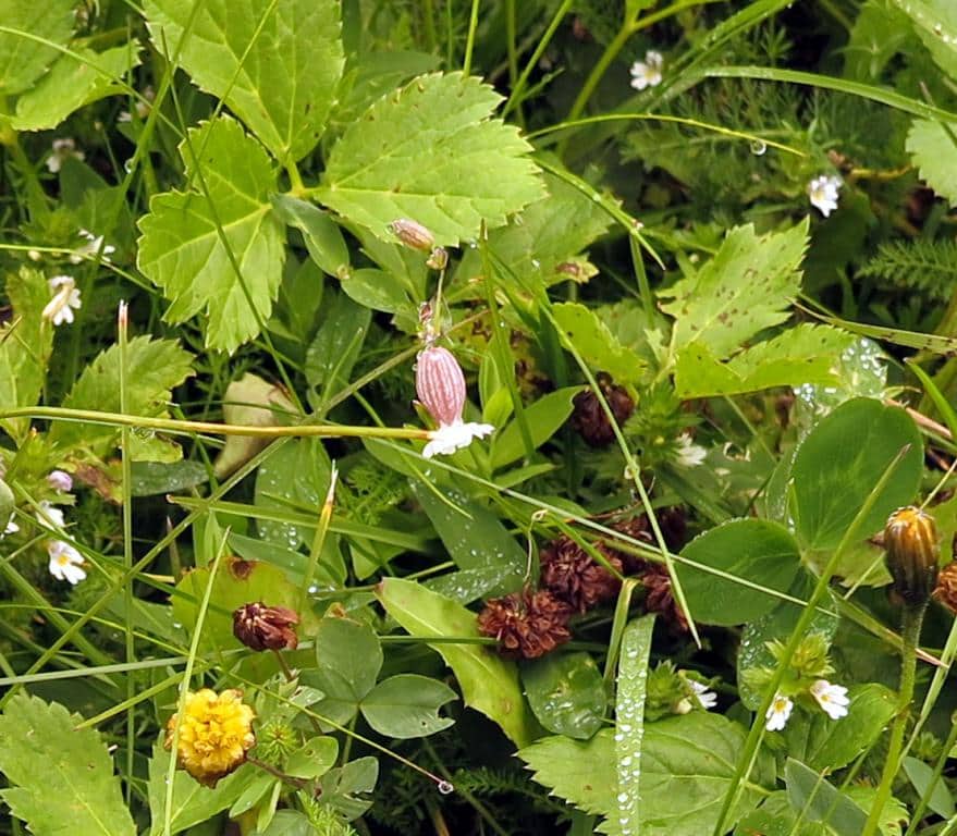 Imagen de Silene vulgaris (Moench) Garcke