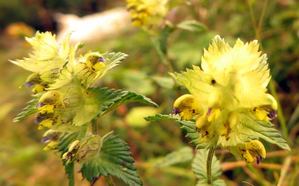 Imagen de Rhinanthus alectorolophus Poll