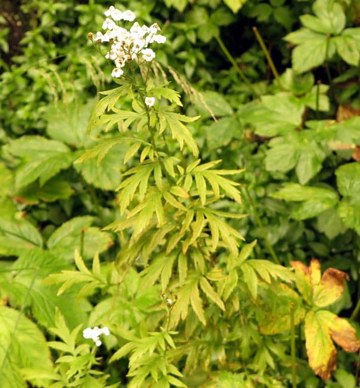Imagen de Achillea macrophylla L.
