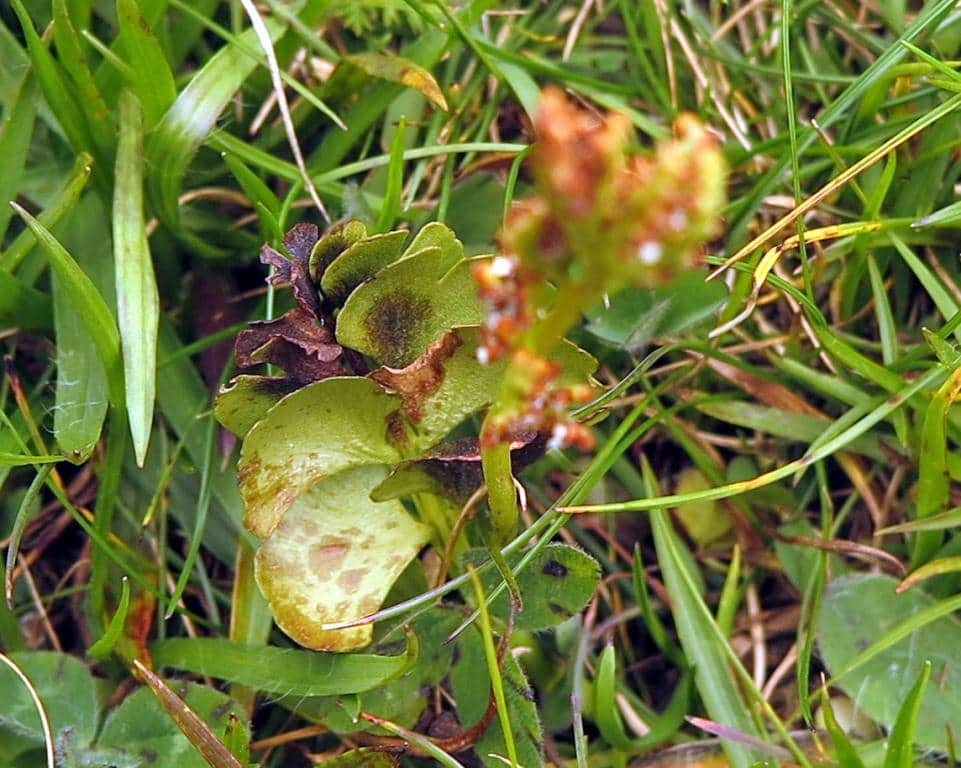 Imagen de Botrychium lunaria (L.) Sw.