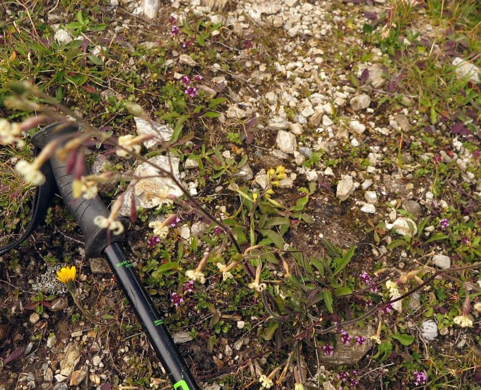 Imagen de Silene mutans L. ?