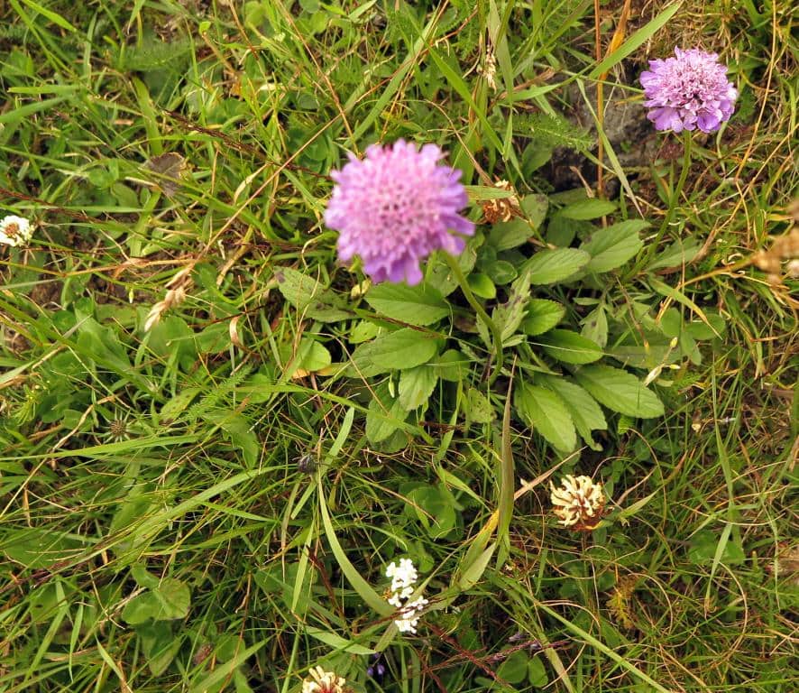 Imagen de Succisa pratensis Moench