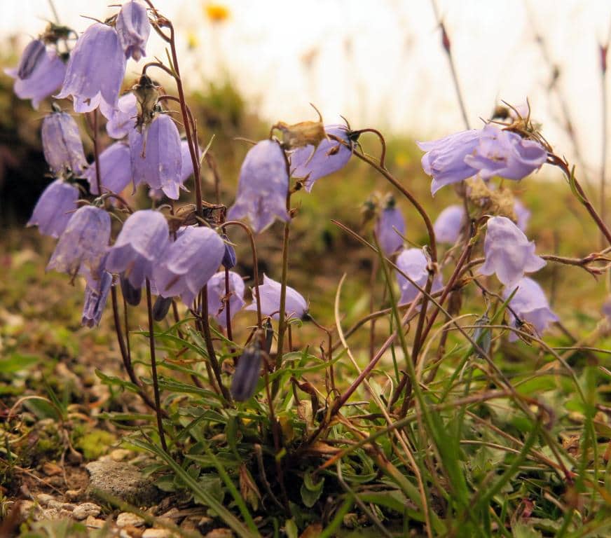 Imagen de Campanula rhomboidalis L. ?