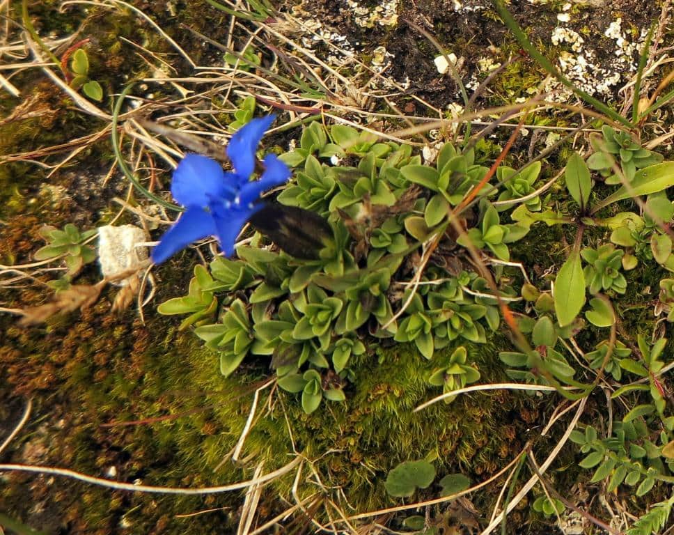 Imagen de Gentiana brachyphylla Vill.