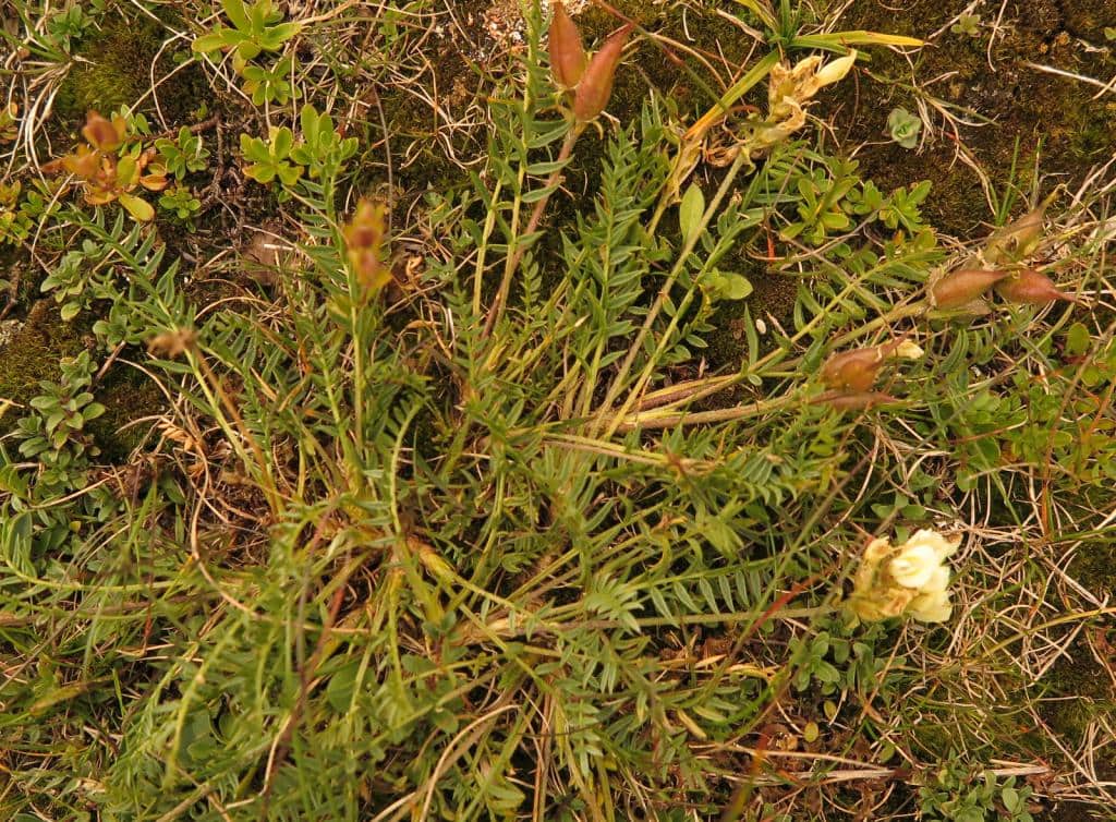 Imagen de Astragalus