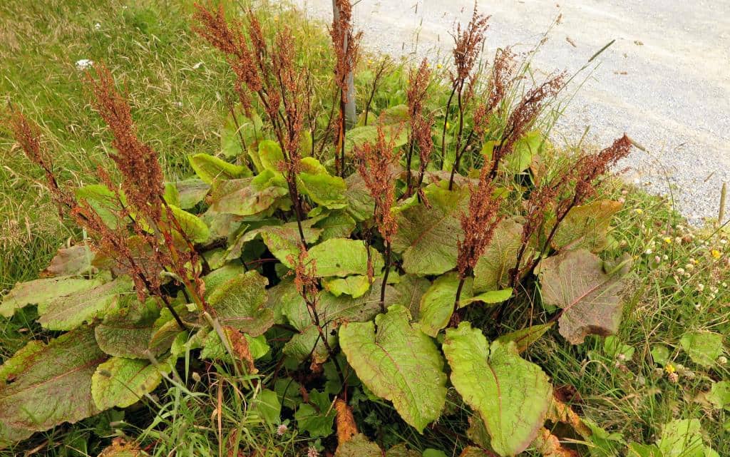 Imagen de Rumex alpinus Gand.