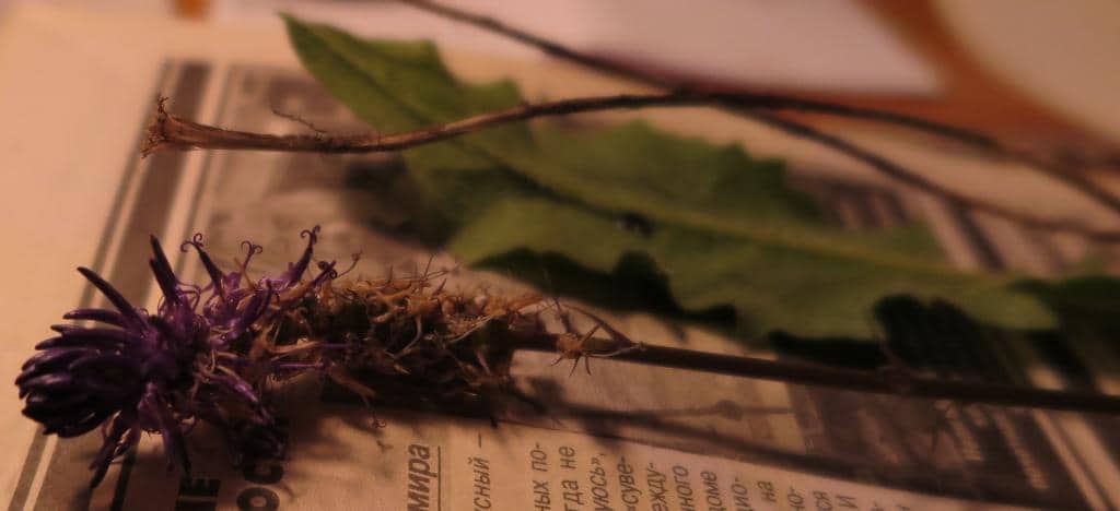 Imagen de Phyteuma betonicifolium Vill.